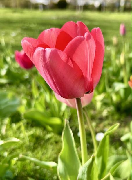 Glasgarten Tulpen – Antistress