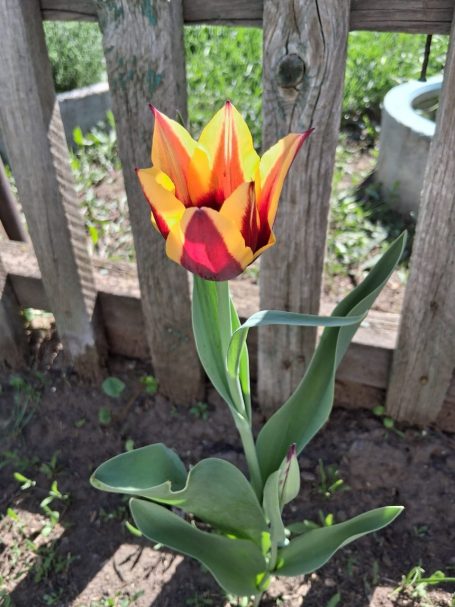 Glasgarten Tulpen – Antistress