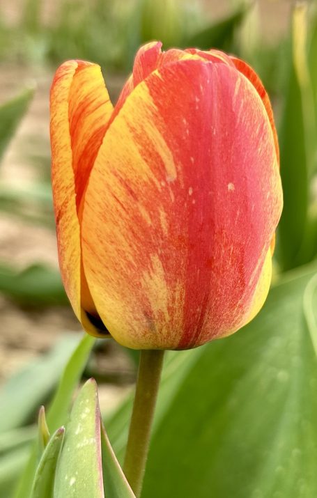 Glasgarten Tulpen – Antistress