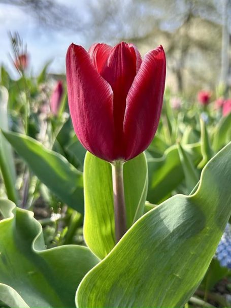 Glasgarten Tulpen – Antistress