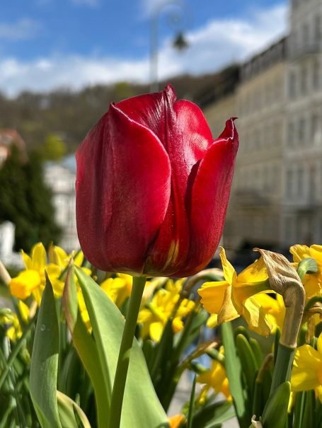 Glasgarten Tulpen – Antistress