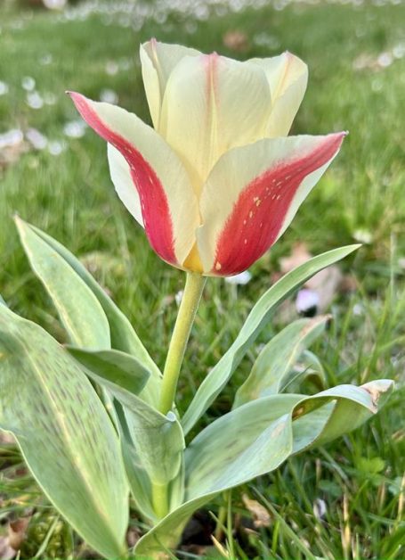 Glasgarten Tulpen – Antistress
